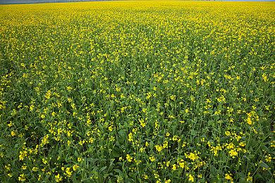 《GTA6》首个预告已公布一年了 网友：快有消息了吧